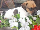 Ravissants chiots Jack Russel non LOSH disponibles en juillet 2023 : 5 femelles et 1 mâle