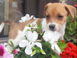 Ravissants chiots Jack Russel non LOSH disponibles en juillet 2023 : 5 femelles et 1 mâle
