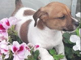 Ravissants chiots Jack Russel non LOSH disponibles en juillet 2023 : 5 femelles et 1 mâle