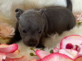Robustes chiots Staffordshire Bull Terriers bleus non LOSH disponibles en juillet 2023 : 1 femelle et 2 mâles
