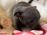 Robustes chiots Staffordshire Bull Terriers bleus non LOSH disponibles en juillet 2023 : 1 femelle et 2 mâles