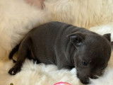 Robustes chiots Staffordshire Bull Terriers bleus non LOSH disponibles en juillet 2023 : 1 femelle et 2 mâles