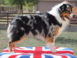 Un chien Berger Australien LOF, disponible pour saillie