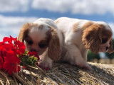 4 chiots Cavaliers King Charles LOF à réserver
