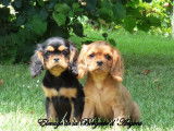4 chiots Cavaliers King Charles LOF à vendre