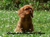 4 chiots Cavaliers King Charles LOF à vendre