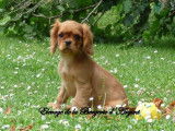 4 chiots Cavaliers King Charles LOF à vendre