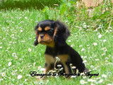 4 chiots Cavaliers King Charles LOF à vendre