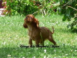 4 chiots Cavaliers King Charles LOF à vendre
