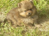3 chiots Spitz Allemand m&acirc;les LOF disponibles