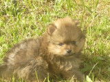 3 chiots Spitz Allemand m&acirc;les LOF disponibles