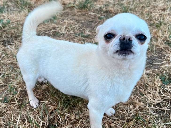 Un chien Chihuahua LOF disponible pour saillie