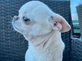 Un chien Chihuahua LOF disponible pour saillie