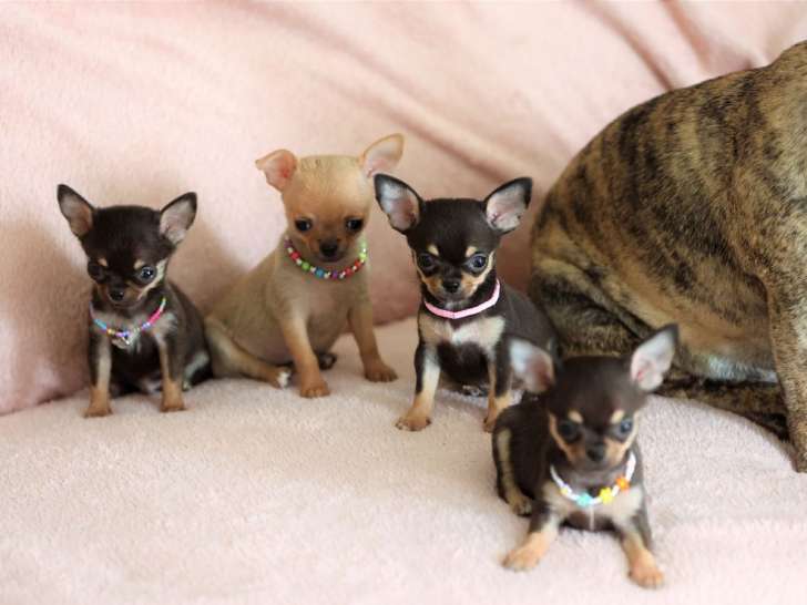 Des chiots Chihuahuas LOF à réserver