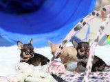Des chiots Chihuahuas LOF à réserver