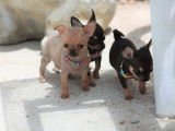 Des chiots Chihuahuas LOF à réserver