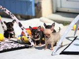 Des chiots Chihuahuas LOF à réserver
