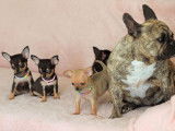 Des chiots Chihuahuas LOF à réserver