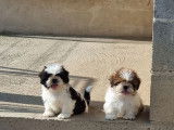 5 chiots Shih Tzu LOF à vendre