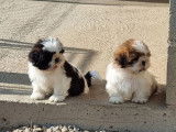 5 chiots Shih Tzu LOF à vendre