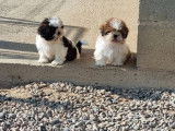5 chiots Shih Tzu LOF à vendre