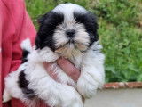 5 chiots Shih Tzu LOF à vendre