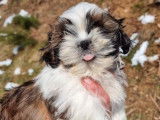5 chiots Shih Tzu LOF à vendre