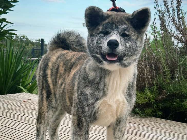 Femelle Akita Inu LOF de hautes lignées à vendre