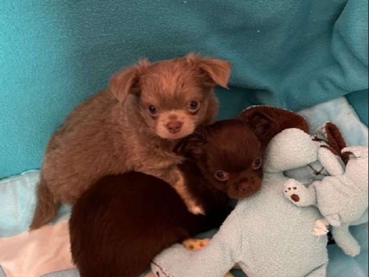 Des chiots Chihuahuas LOF à réserver