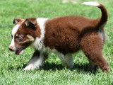Chiot femelle Berger Australien tricolore LOF disponible