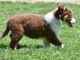 Chiot femelle Berger Australien tricolore LOF disponible