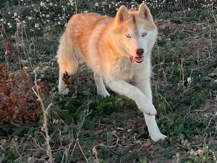 Chiot femelle  Husky  Sibérien LOF