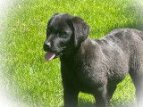 2 chiots Labradors noirs non LOF disponibles