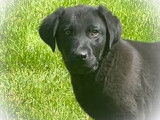 2 chiots Labradors noirs non LOF disponibles