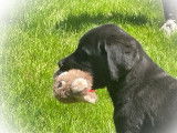 2 chiots Labradors noirs non LOF disponibles
