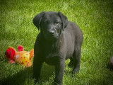 2 chiots Labradors noirs non LOF disponibles