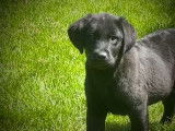 2 chiots Labradors noirs non LOF disponibles