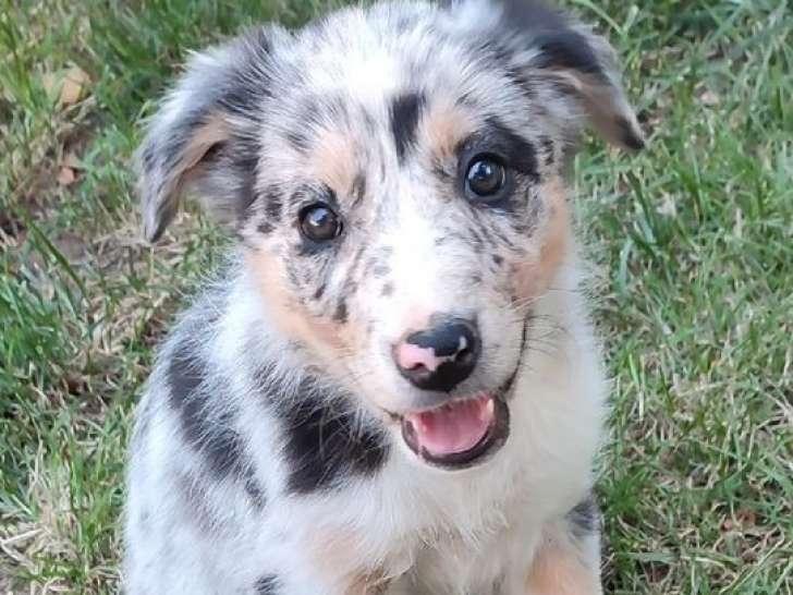 7 chiots Border Collies LOF à vendre