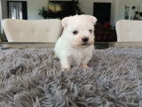 À réserver 2 chiots Bichons Maltais LOF