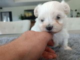 À réserver 2 chiots Bichons Maltais LOF