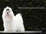 À réserver 2 chiots Bichons Maltais LOF