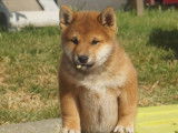 Un chiot Shiba Inu LOF à vendre