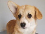 Un chiot femelle Welsh Corgi Pembroke à l’achat (LOF)