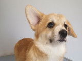 Un chiot femelle Welsh Corgi Pembroke à l’achat (LOF)