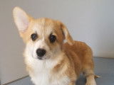 Un chiot femelle Welsh Corgi Pembroke à l’achat (LOF)
