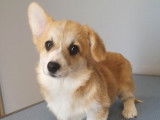 Un chiot femelle Welsh Corgi Pembroke à l’achat (LOF)