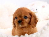 &Agrave; vendre 5 chiots Cavaliers King Charles LOF