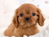 &Agrave; vendre 5 chiots Cavaliers King Charles LOF