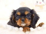 &Agrave; vendre 5 chiots Cavaliers King Charles LOF