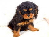 &Agrave; vendre 5 chiots Cavaliers King Charles LOF